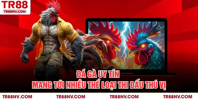Đá gà uy tín mang tới nhiều thể loại thi đấu thú vị