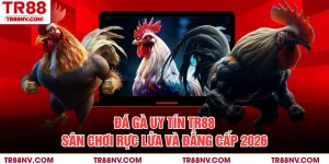 Đá Gà Uy Tín